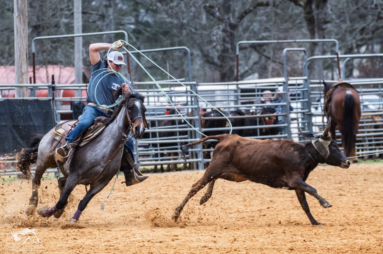 Team roper heading a steer in the arena